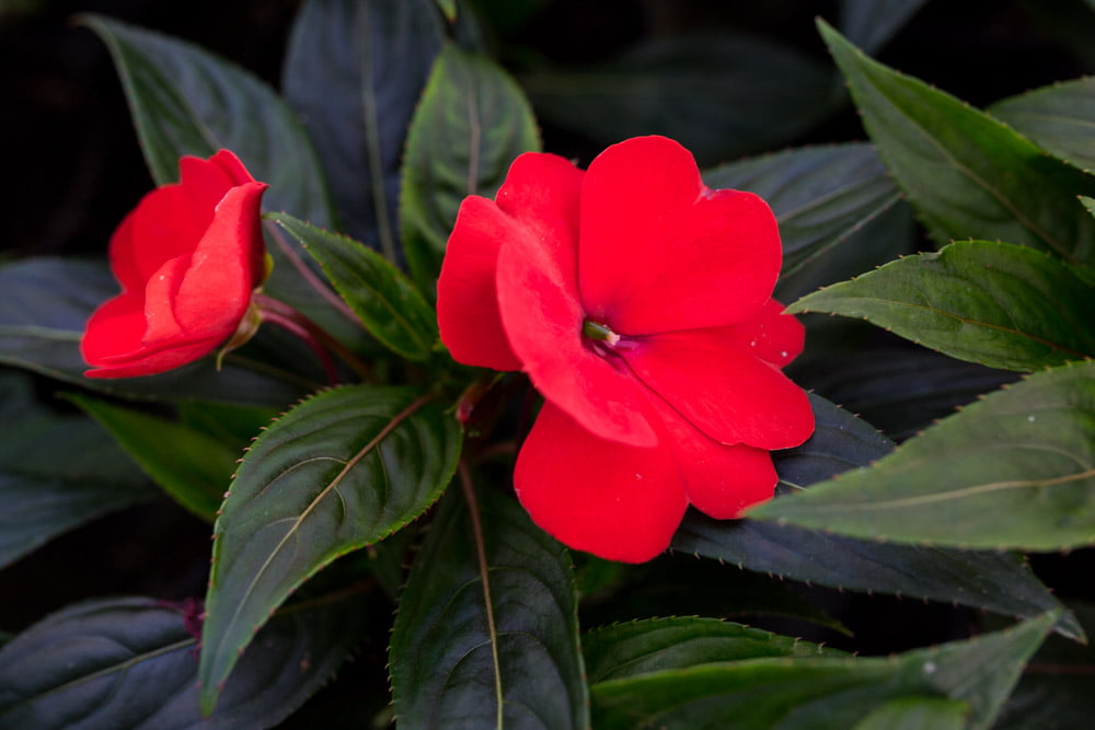 Impatiens walleriana – cvatnja u rasadniku Duplančić Bećo.